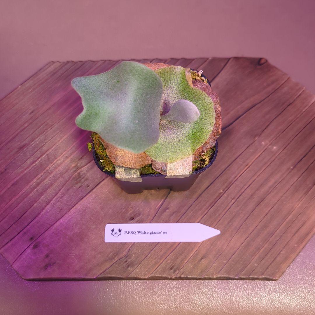 【期間限定出品】P.FSQ 'White gizmo' oc/ビカクシダ