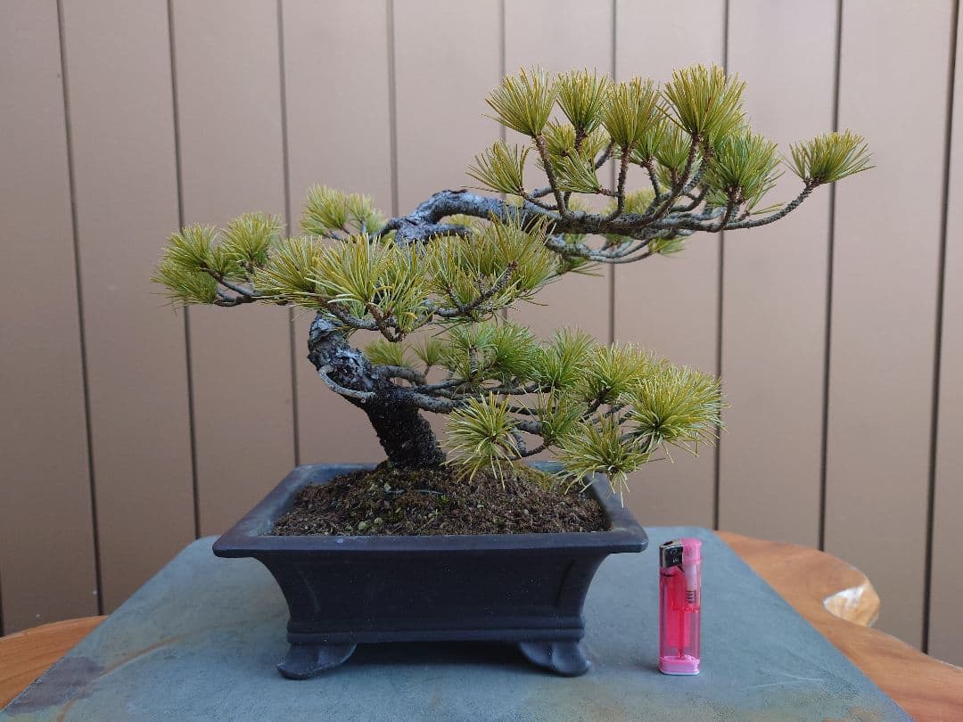 盆栽　五葉松　樹高26cm
