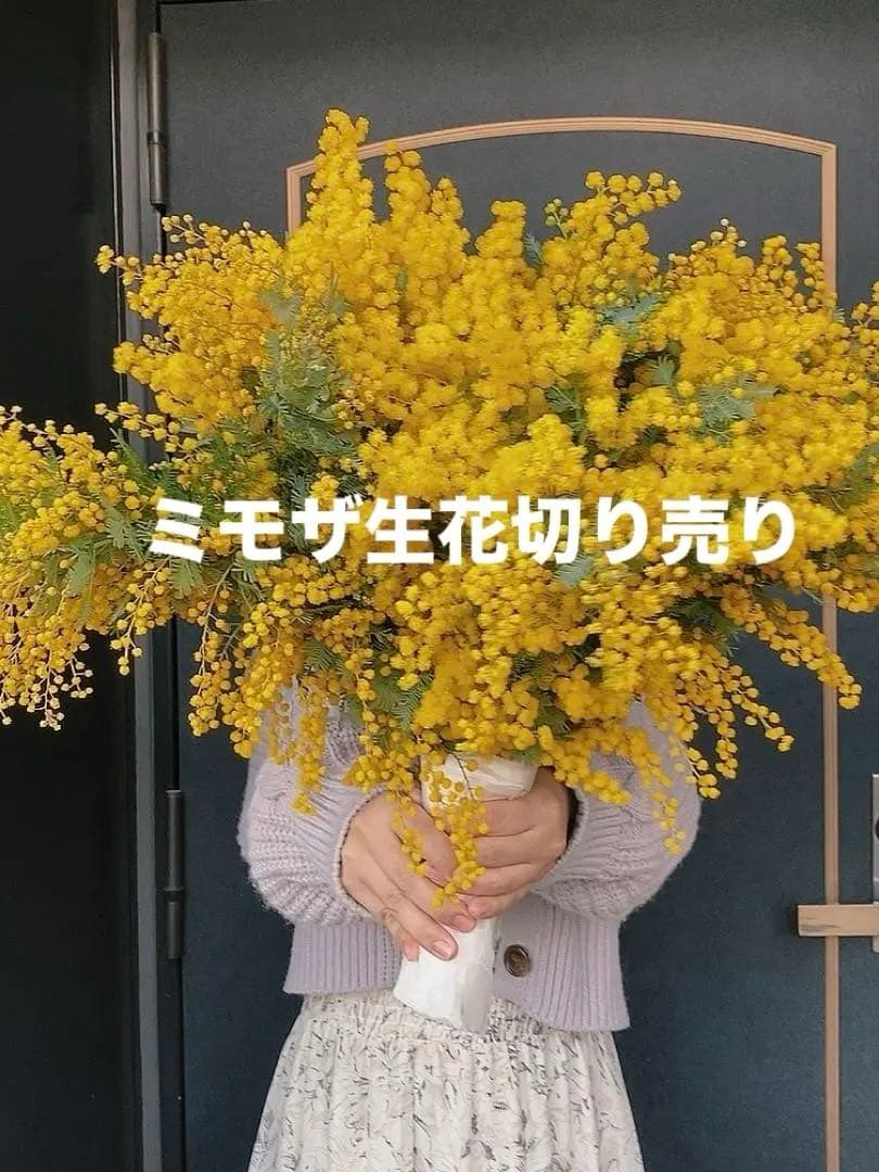 ふわふわ♪ ミモザ生花♪2026.1/17（土）昼前にはスタート！切り売り販売