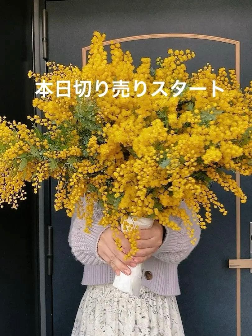 ふわふわ♪ ミモザ生花♪2026.1/17（土）昼前にはスタート！切り売り販売