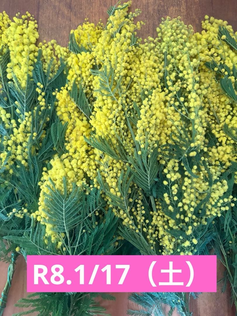 ふわふわ♪ ミモザ生花♪2026.1/17（土）昼前にはスタート！切り売り販売