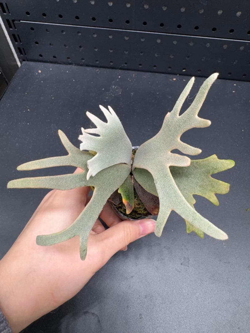 【平凡之鹿】YMDS Totoro HHRナーセリータグ付け #077