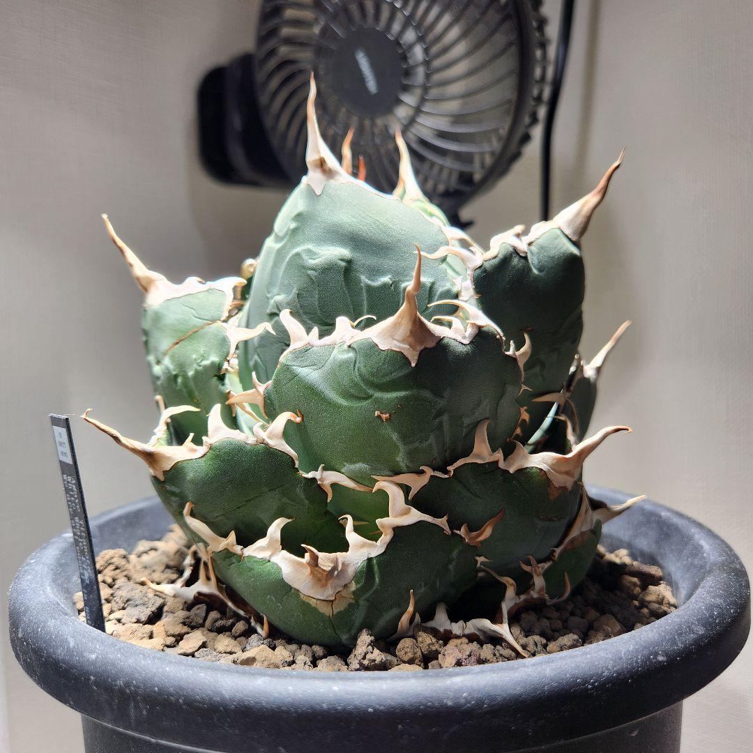 358＊コレクション株＊【2.7写真更新】アガベ チタノタ 白鯨 親株