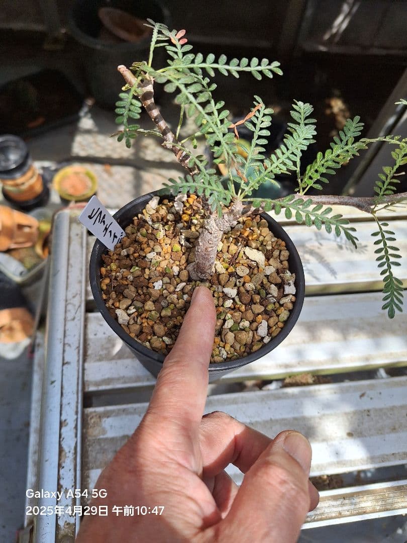 珍品　オペルクリカリア　ヒファエノイデス