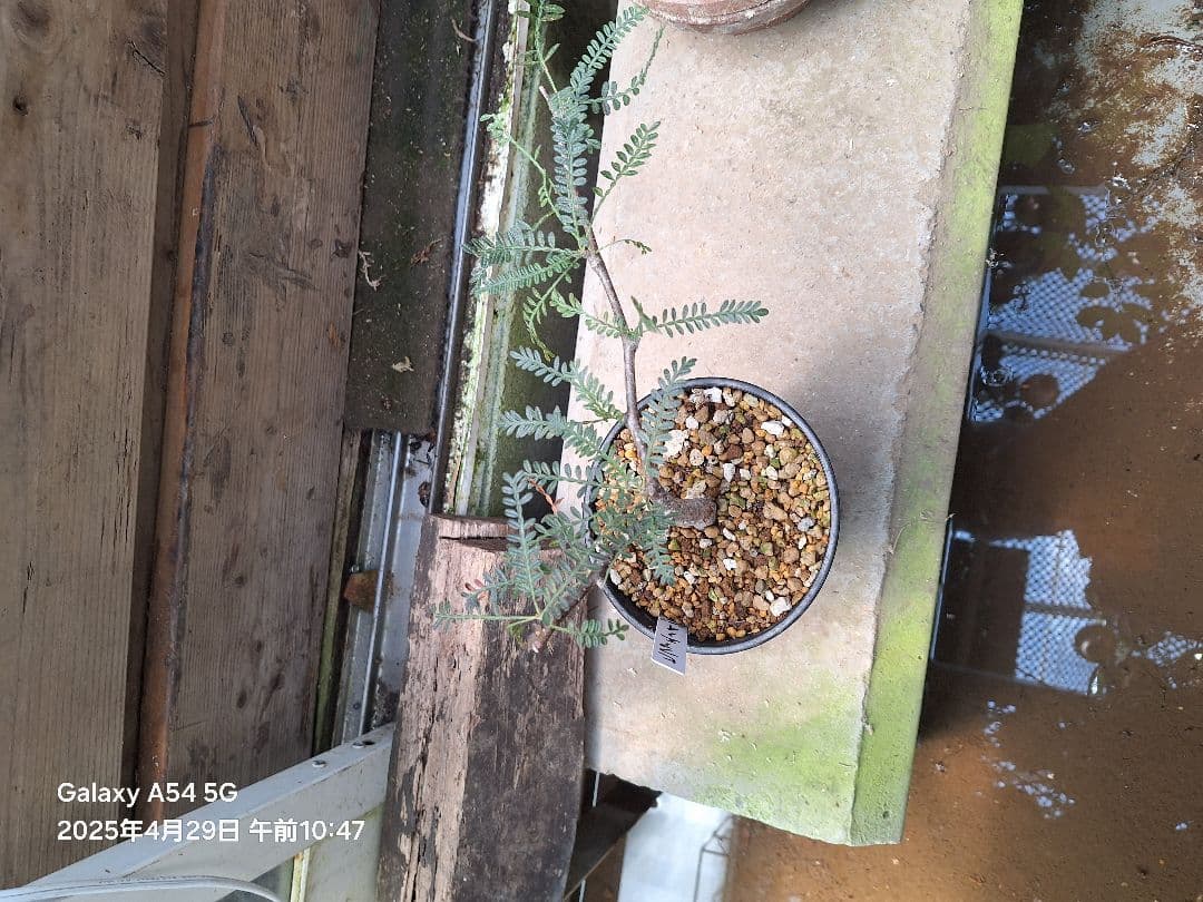 珍品　オペルクリカリア　ヒファエノイデス