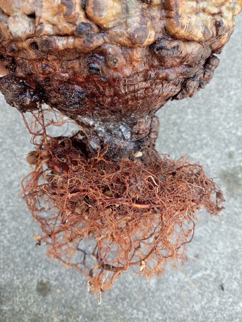 オペルクリカリア パキプス マダガスカル