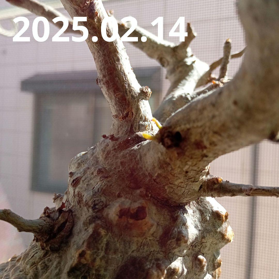 オペルクリカリア パキプス マダガスカル