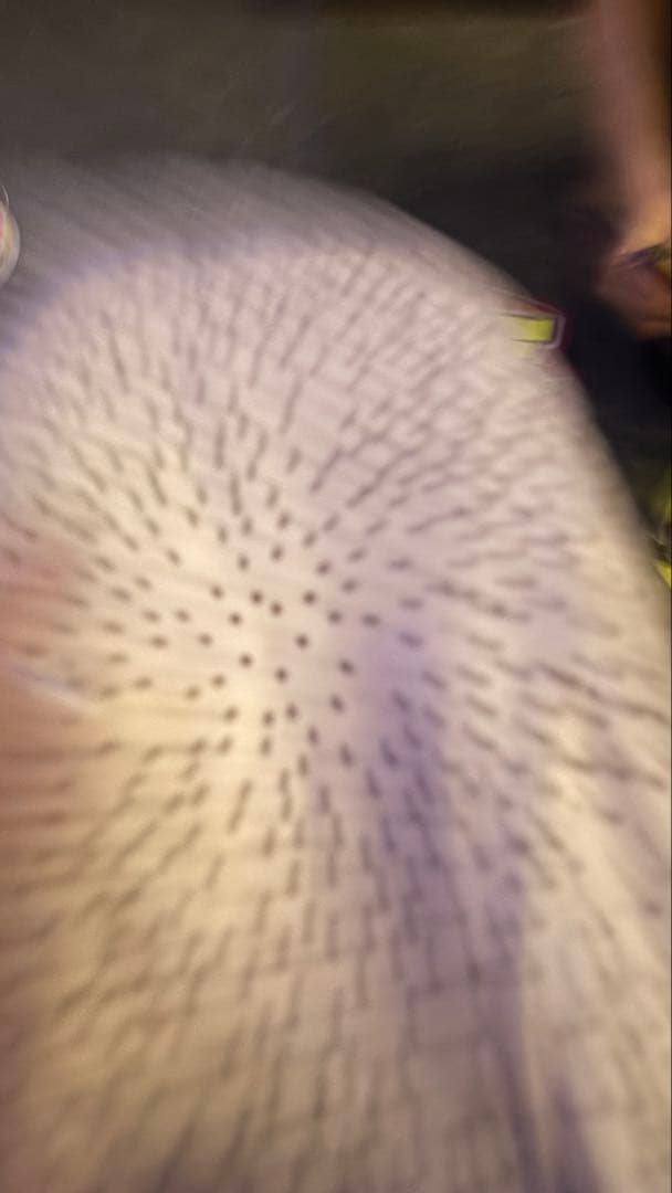 白地に黒点模様の皿