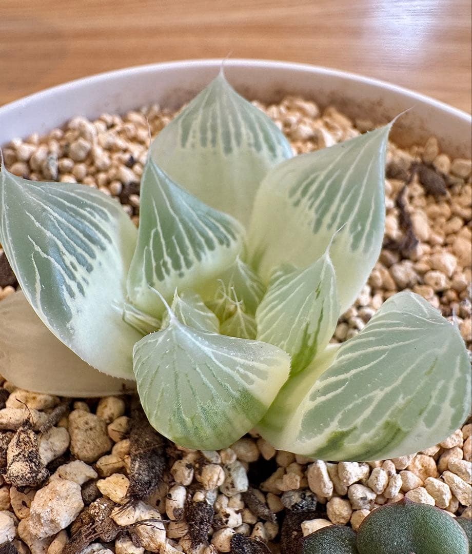 ハオルチア　白蛇伝　抜き苗