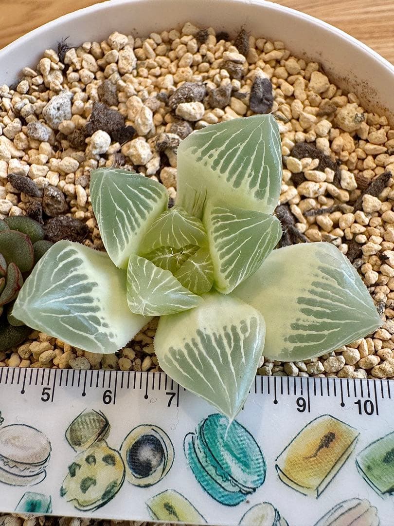 ハオルチア　白蛇伝　抜き苗