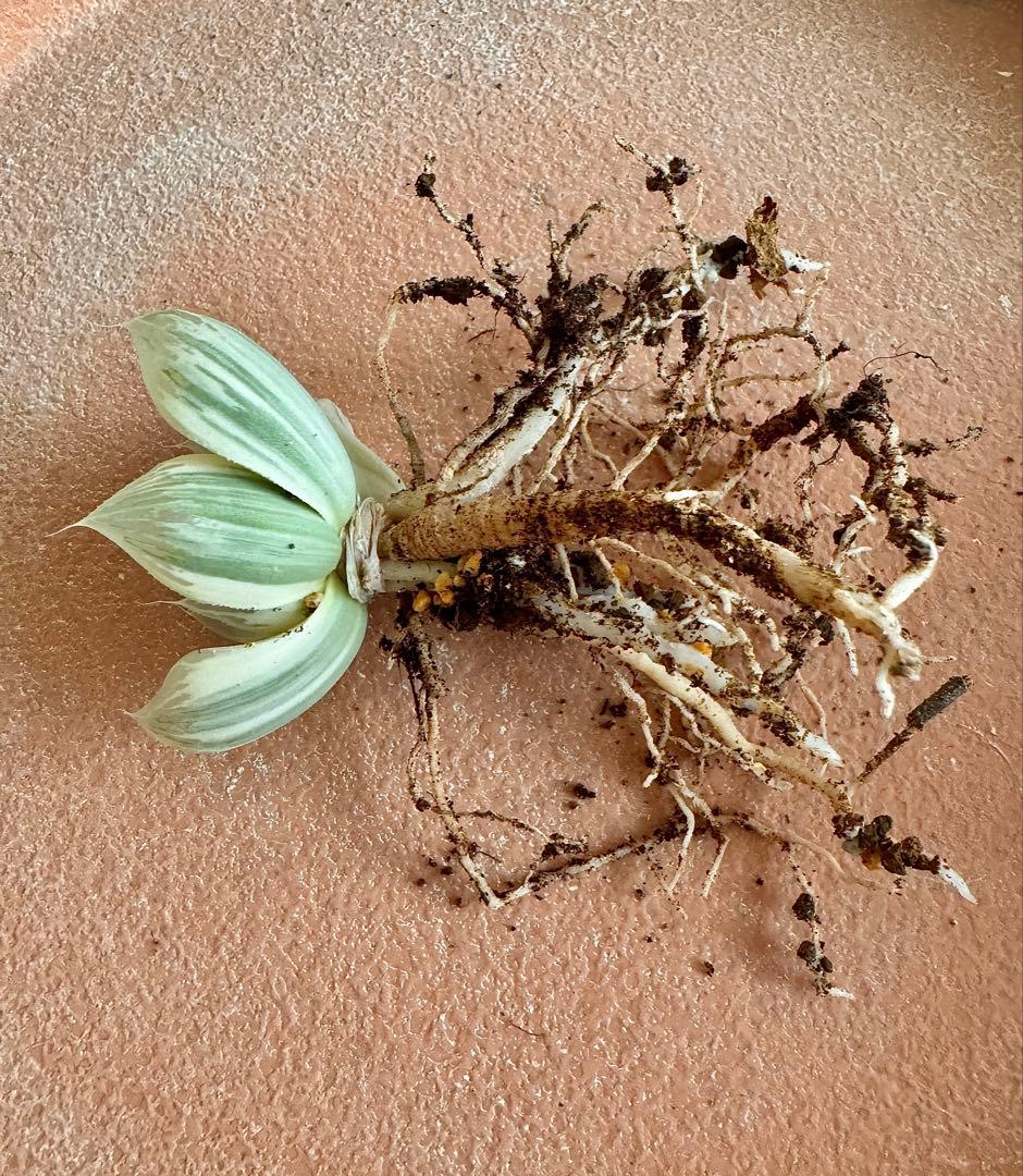 ハオルチア　白蛇伝　抜き苗