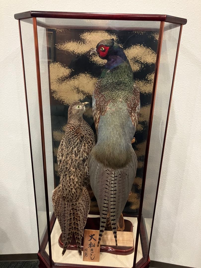 剥製 大和キジ ケース付き