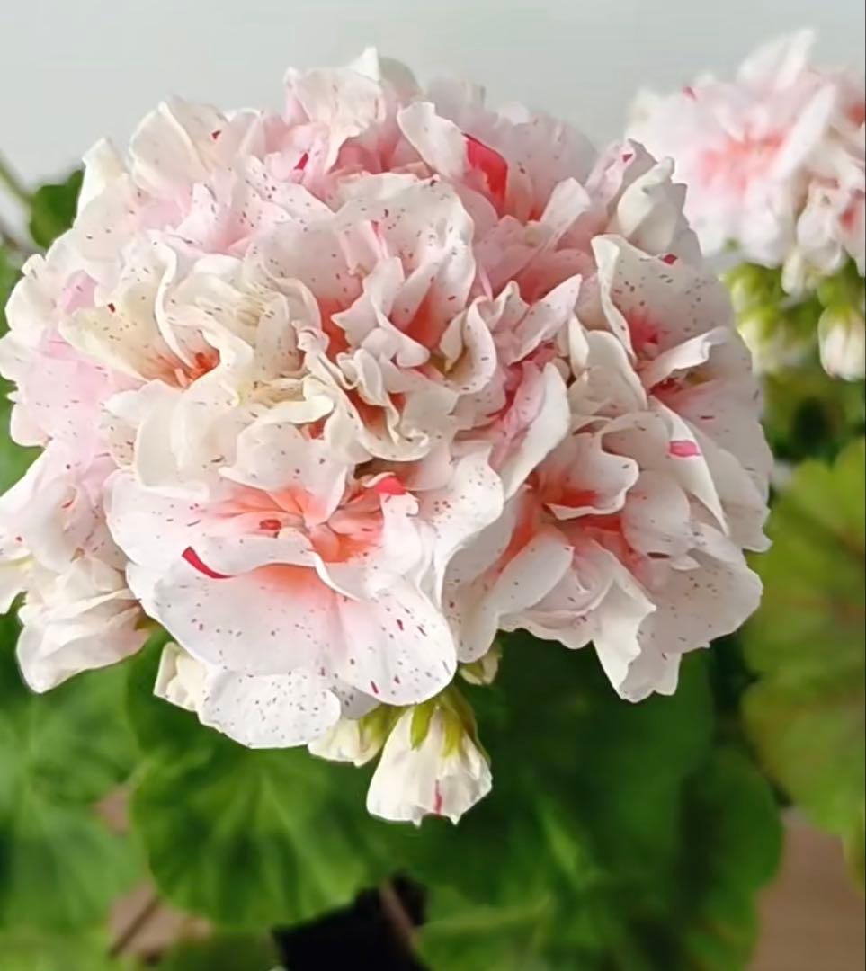 新品種激レア品種ゼラニウム中苗　希少品種ゼラニウム苗　絞り咲ゼラニウムSK01