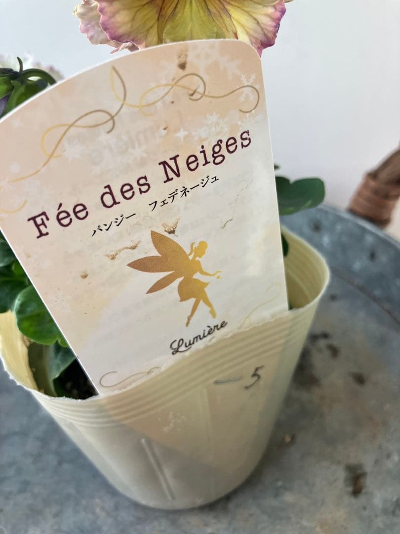 フェデネージュ　モネブルー①ポット苗、 その他