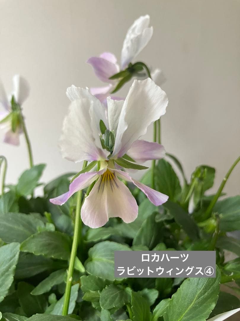 フェデネージュ　モネブルー①ポット苗、 その他