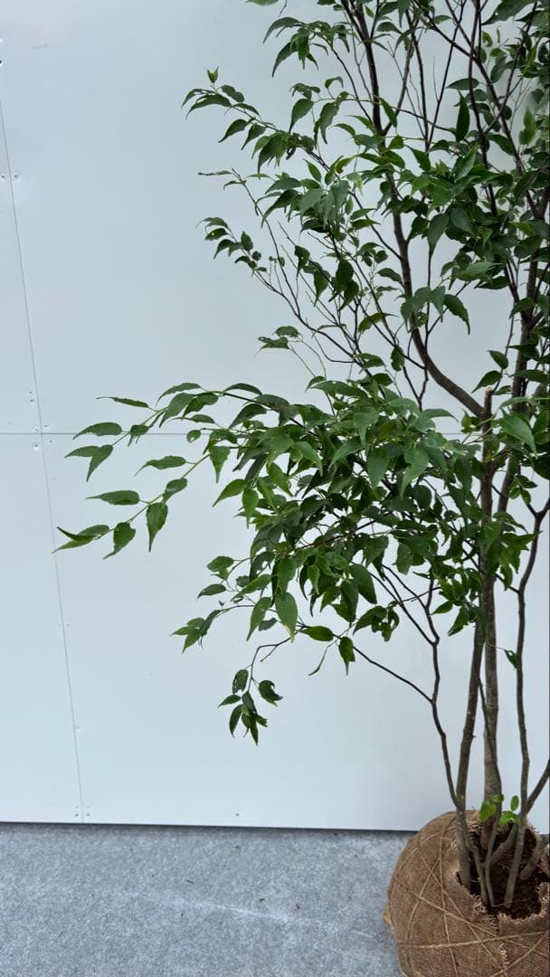 美しい樹形が魅力的 山採り ハイノキ 株立 641 樹高2.0m位 高級樹