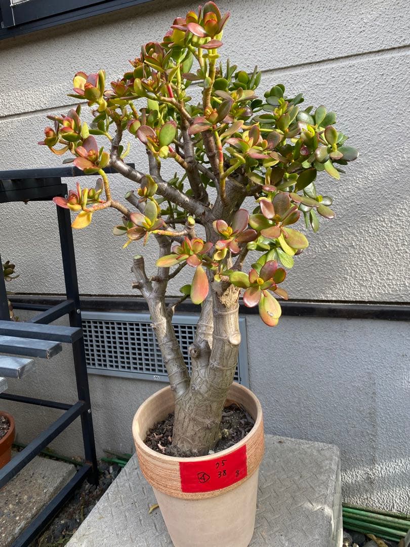 ④金のなる木（花芽付き）極太