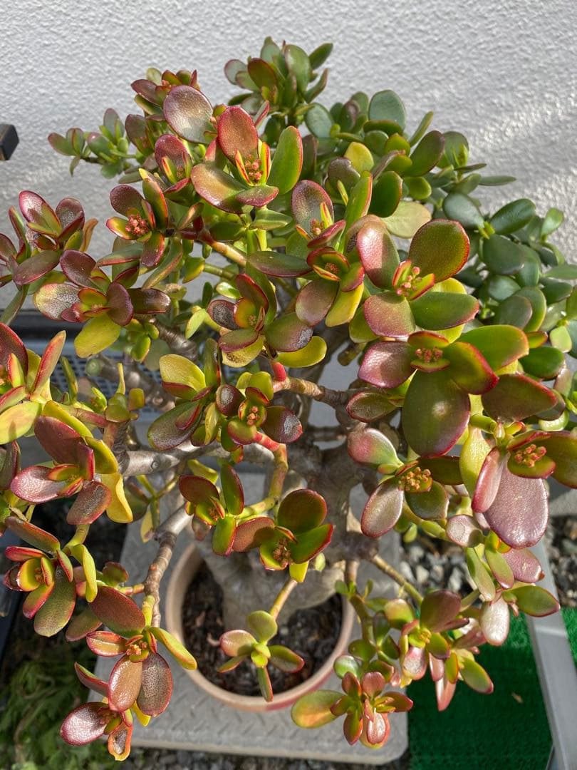 ④金のなる木（花芽付き）極太