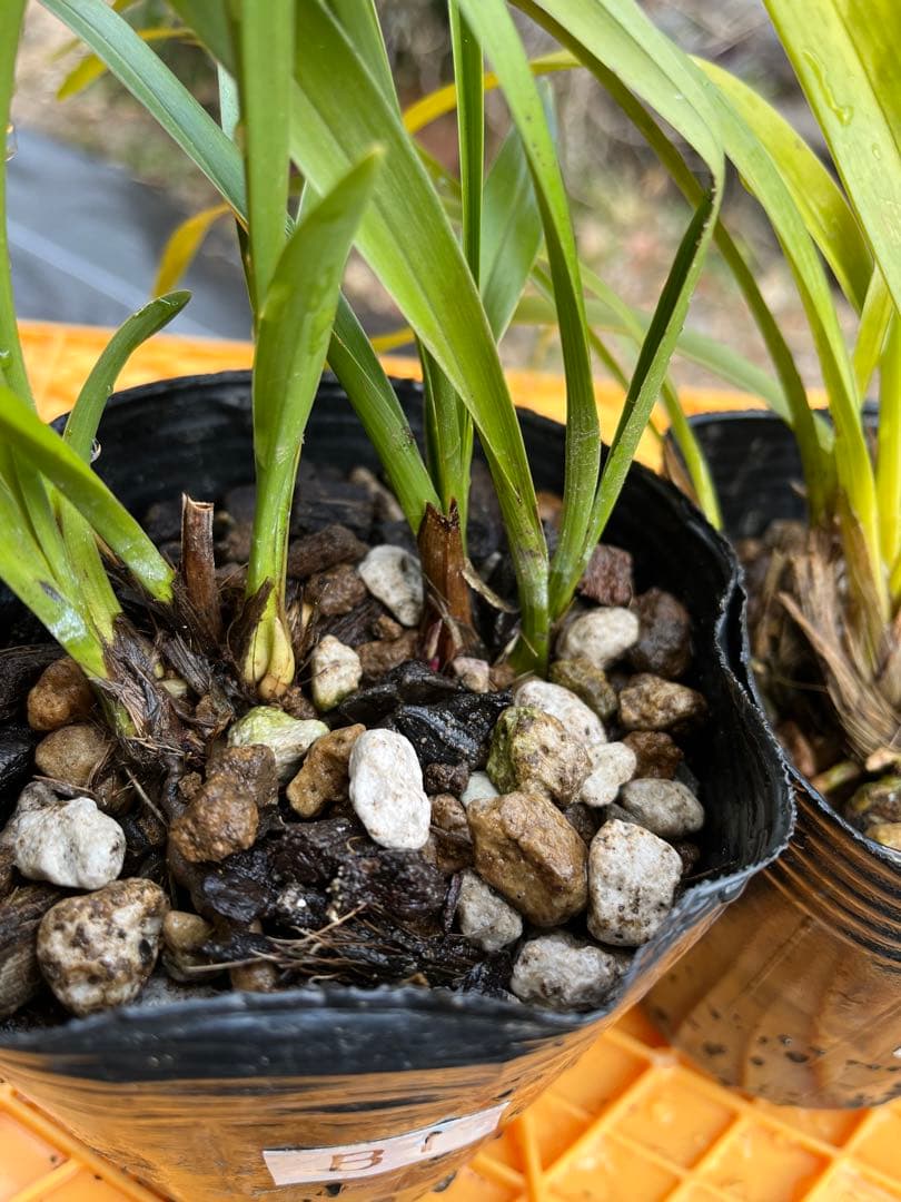 ⭐️キンリョウヘン３ポットＢセット　 新芽あり。（花芽か不明、花色→赤または黄）