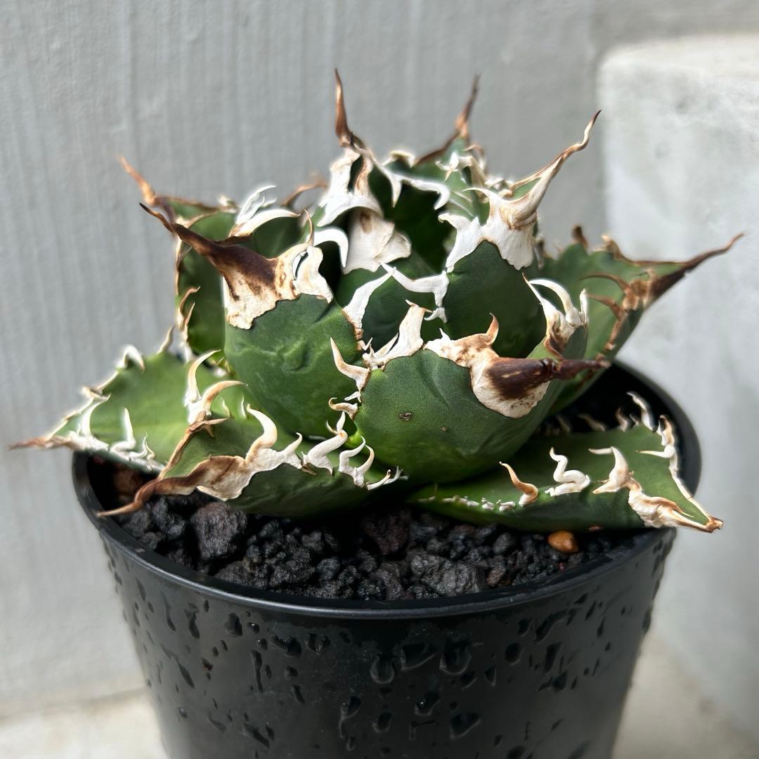 【子株】 アガベ チタノタ レジェンド ロウルサンコ産