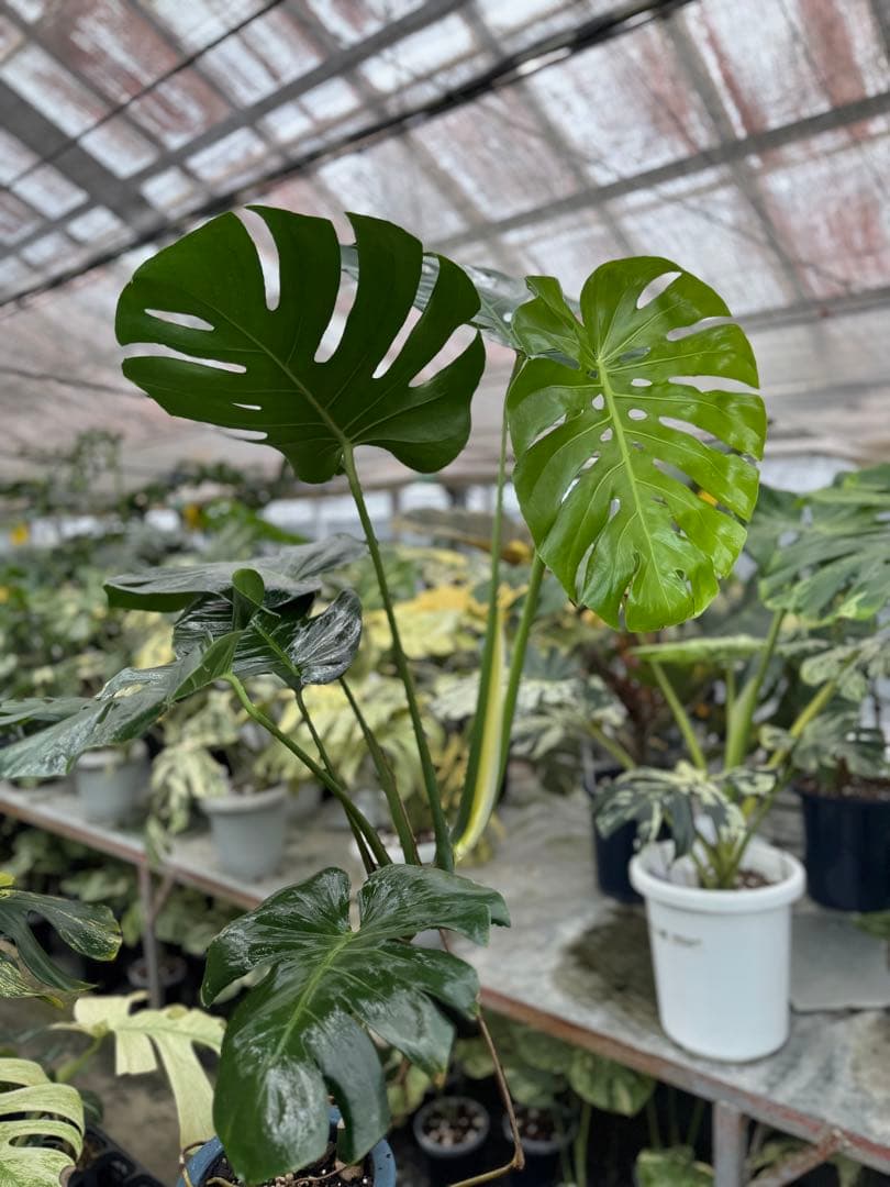 巨大サイズ　モンステラ・デリシオーサ　幹上がり株　存在感抜群！