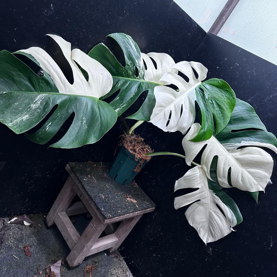 超*✿様 モンステラ斑入りハーフムーンホワイトタイガー極美斑入り　　 52cm