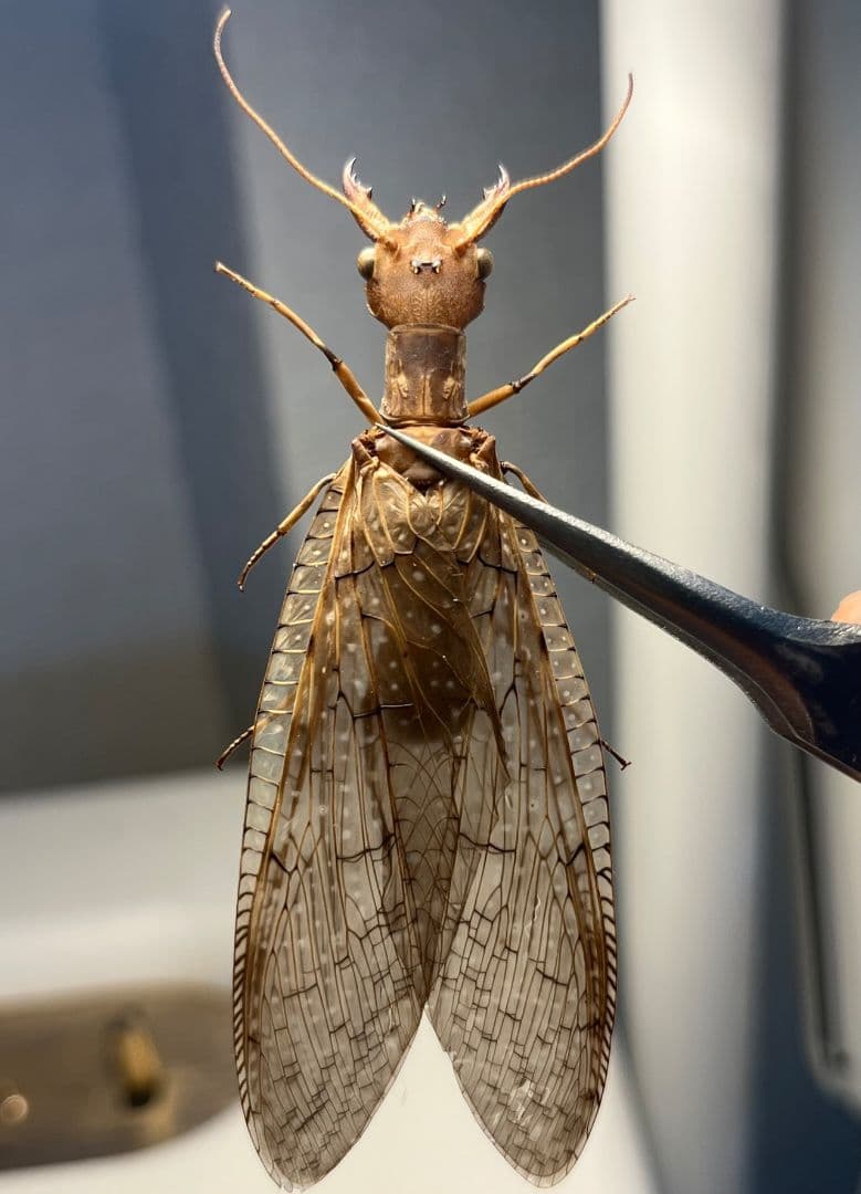 【♀】オオアゴヘビトンボ 奇蟲 タランチュラ ムカデ 標本 昆虫標本 蜻蛉