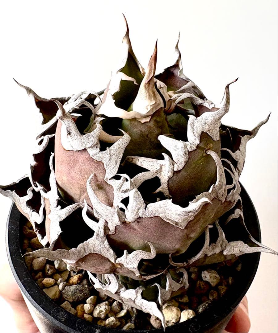 【SSS級、希少株】アガベ　チタノタ　シーザー　凱撒　陽炎　うねり