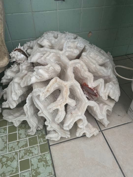 南国沖縄のサンゴ