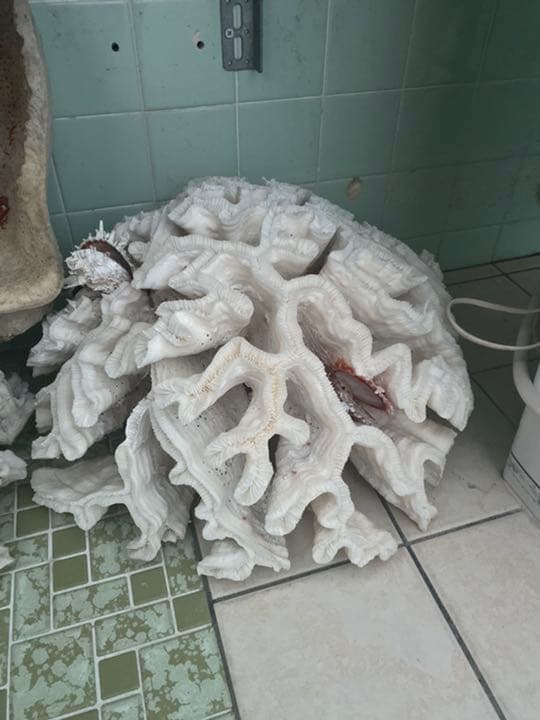 南国沖縄のサンゴ