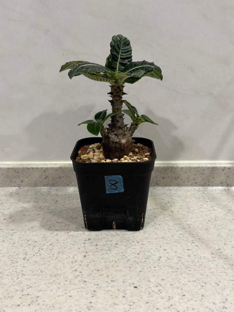 ⑧ パキポディウム ウィンゾリー 実生 国内繁殖個体