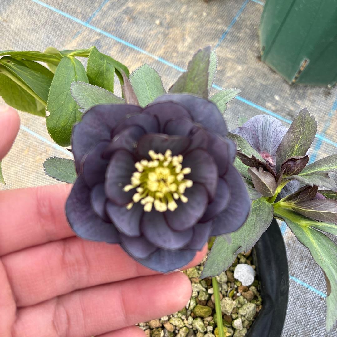 クリスマスローズ　スモーキーブルー　木口交配　実生　希少　６寸