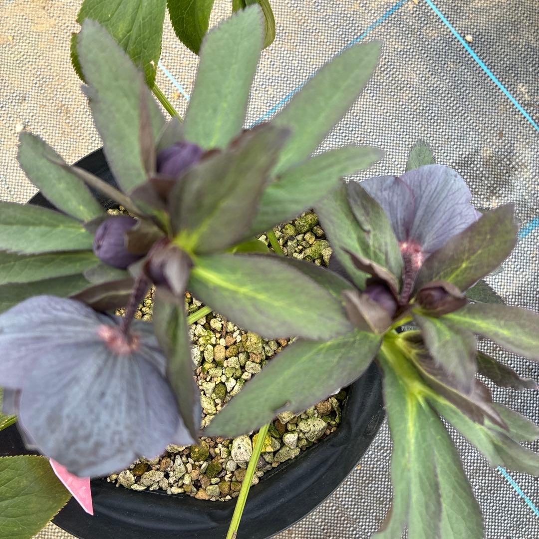 クリスマスローズ　スモーキーブルー　木口交配　実生　希少　６寸