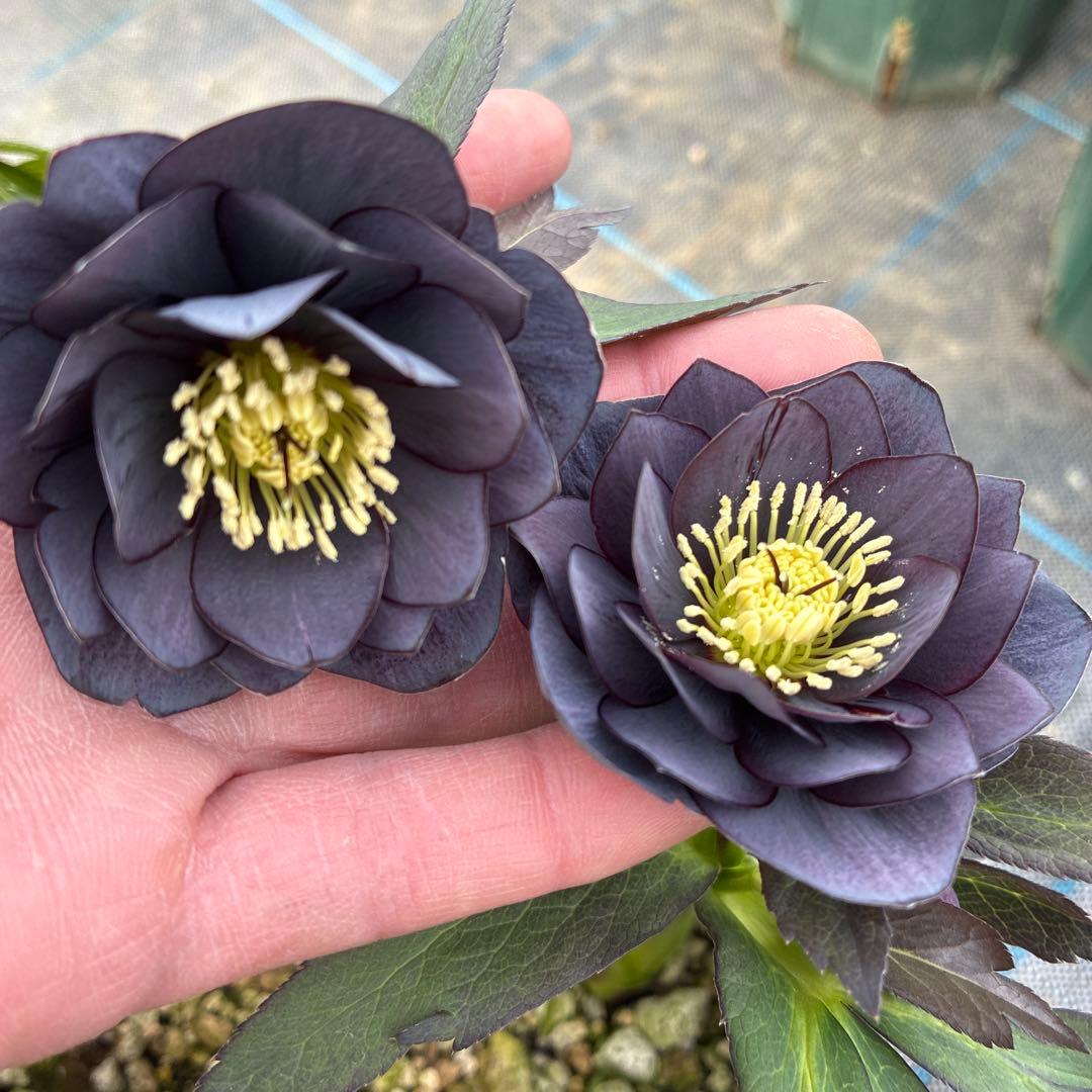 クリスマスローズ　スモーキーブルー　木口交配　実生　希少　６寸