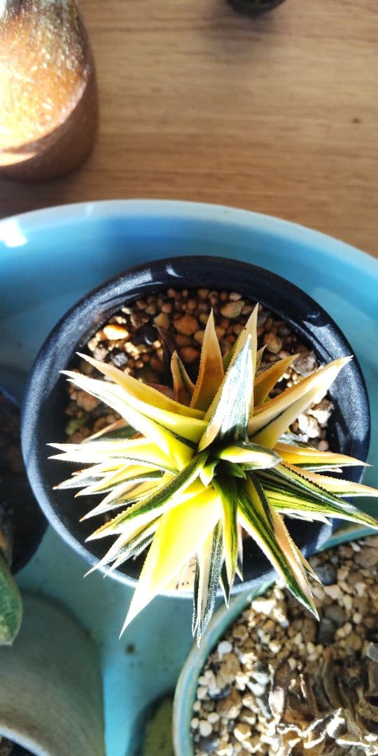 ハオルチア 五重塔 錦