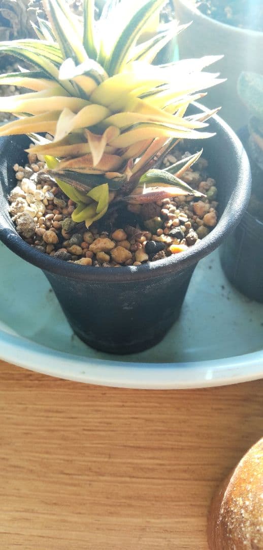 ハオルチア 五重塔 錦