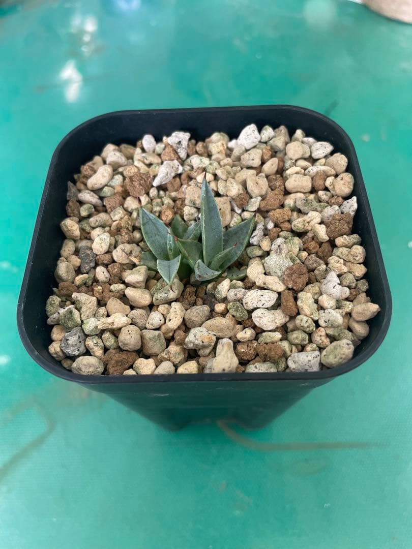 アガベ　パリー　ダブルヘッド　2024実生