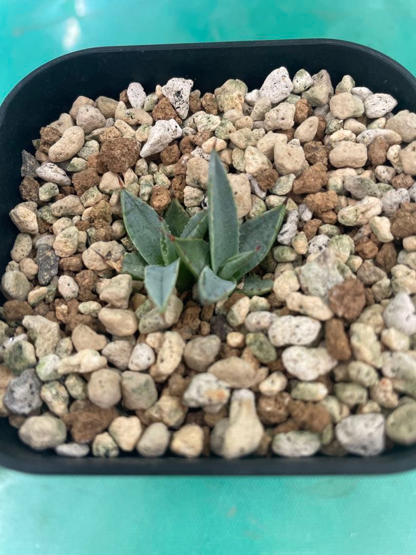 アガベ　パリー　ダブルヘッド　2024実生