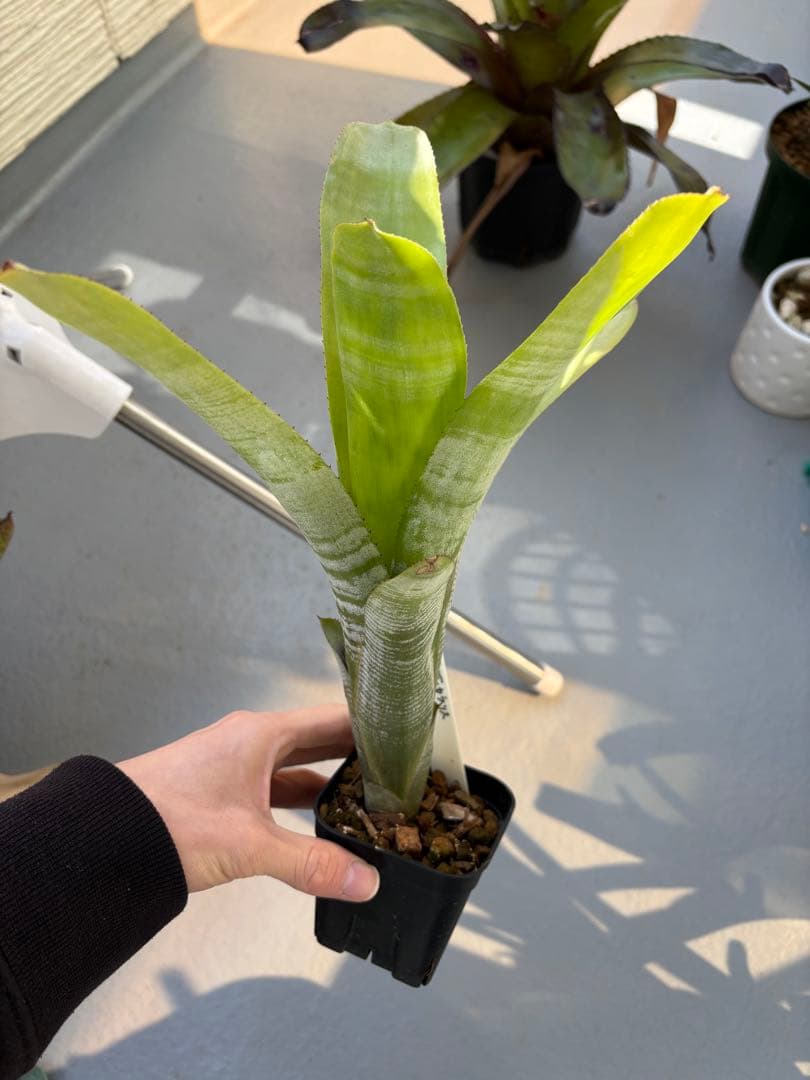 お得6株セット　タンクブロメリア