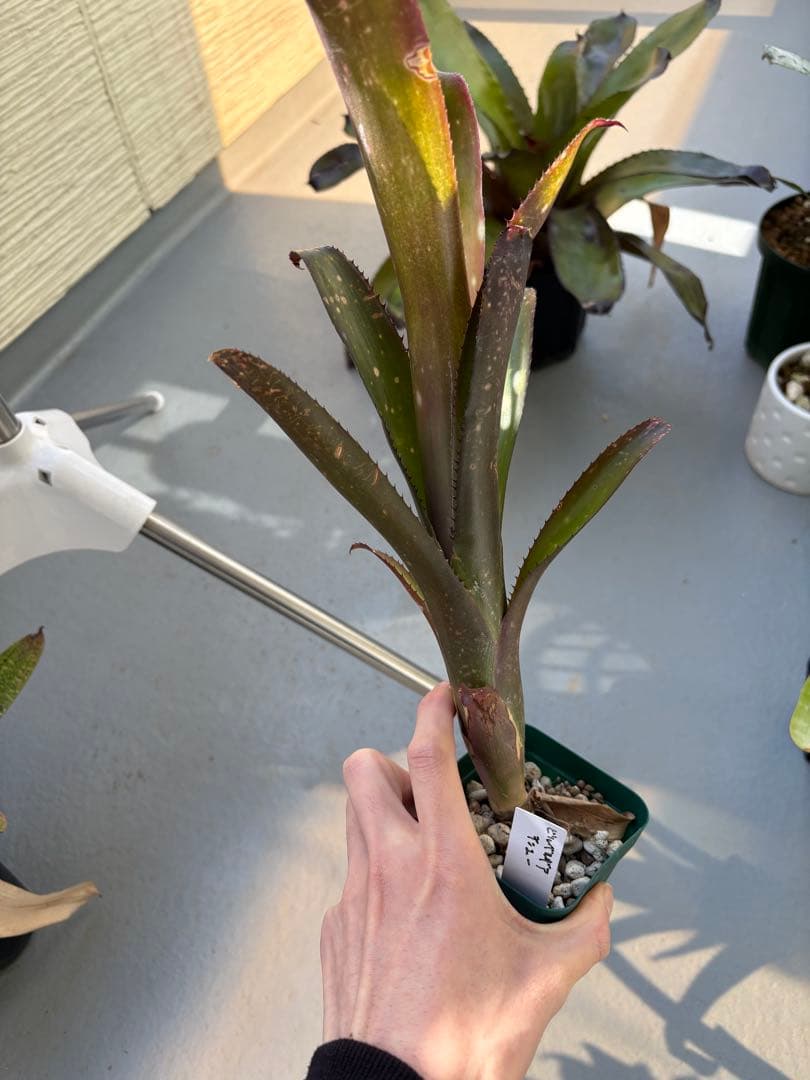 お得6株セット　タンクブロメリア