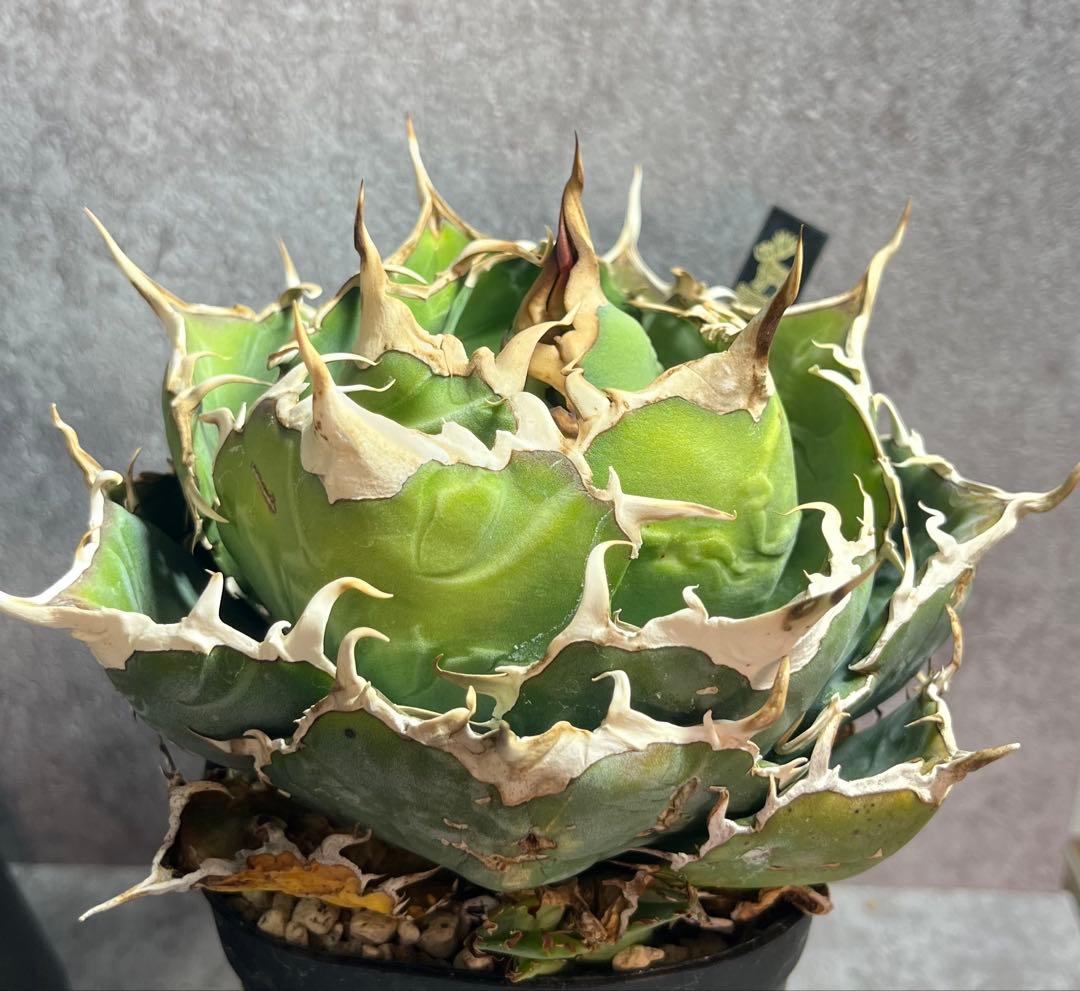 アガベ　チタノタ　白鯨　ボール形　美株　人気　タグ付き　【17】