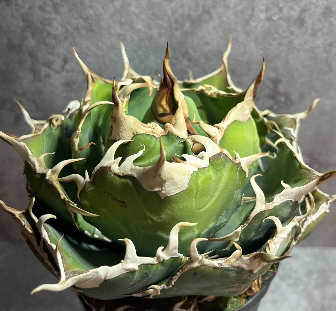 アガベ　チタノタ　白鯨　ボール形　美株　人気　タグ付き　【17】