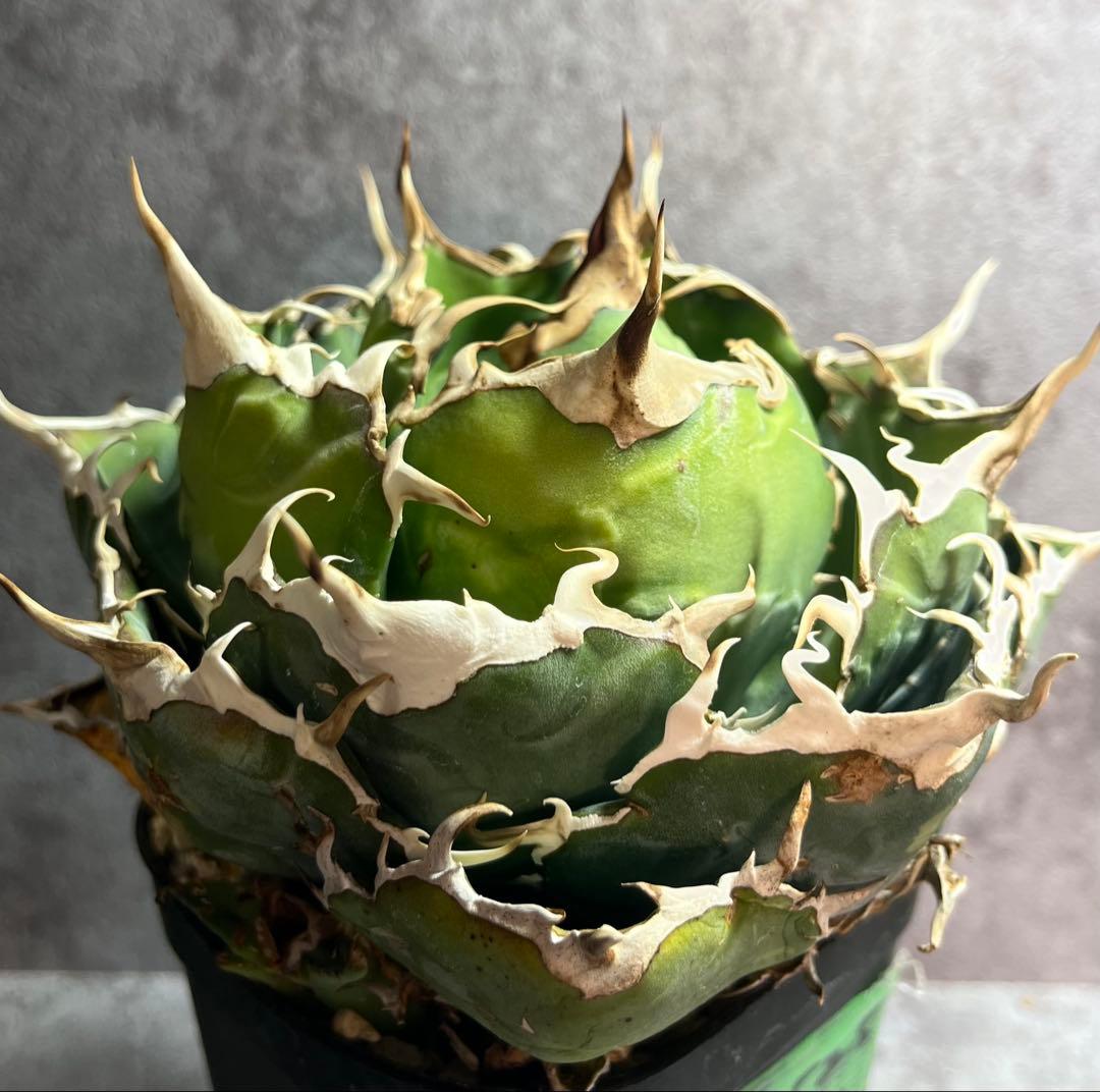 アガベ　チタノタ　白鯨　ボール形　美株　人気　タグ付き　【17】