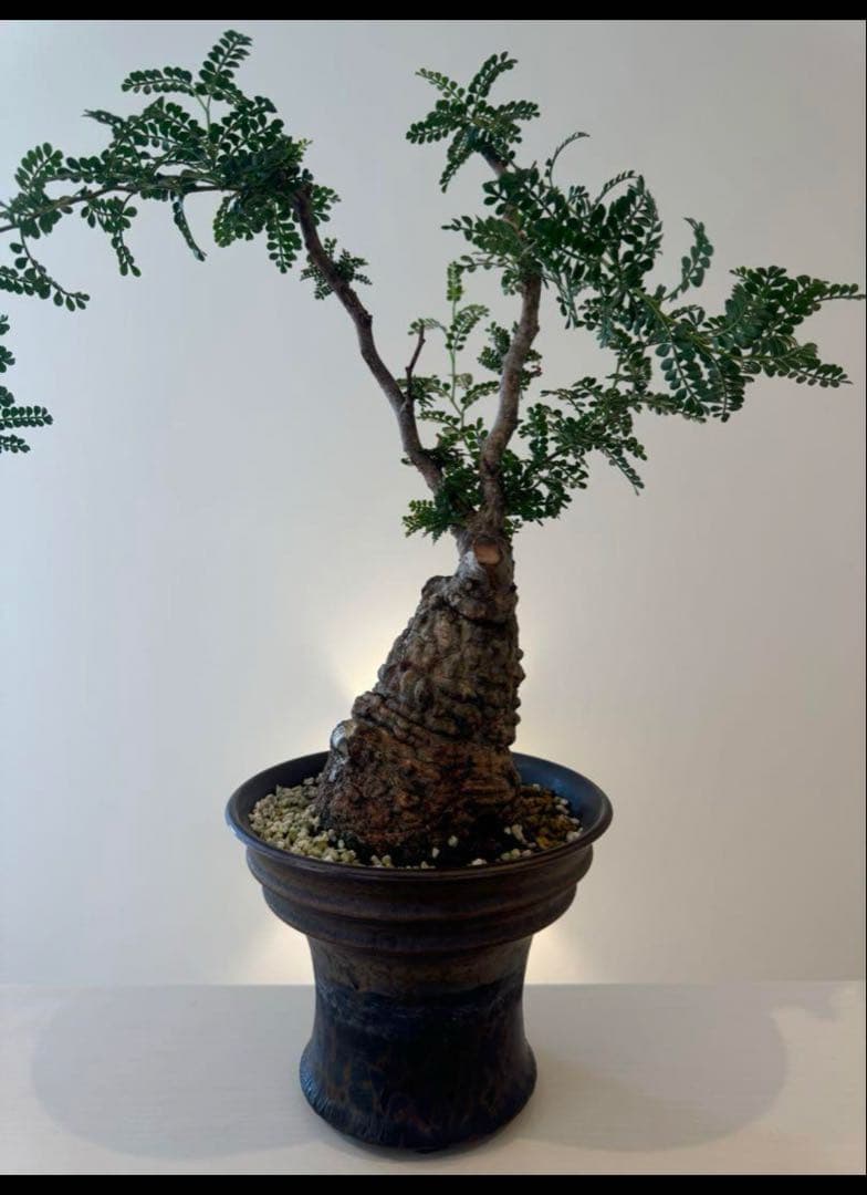 オペルクリカリア パキプス 発根済みです！