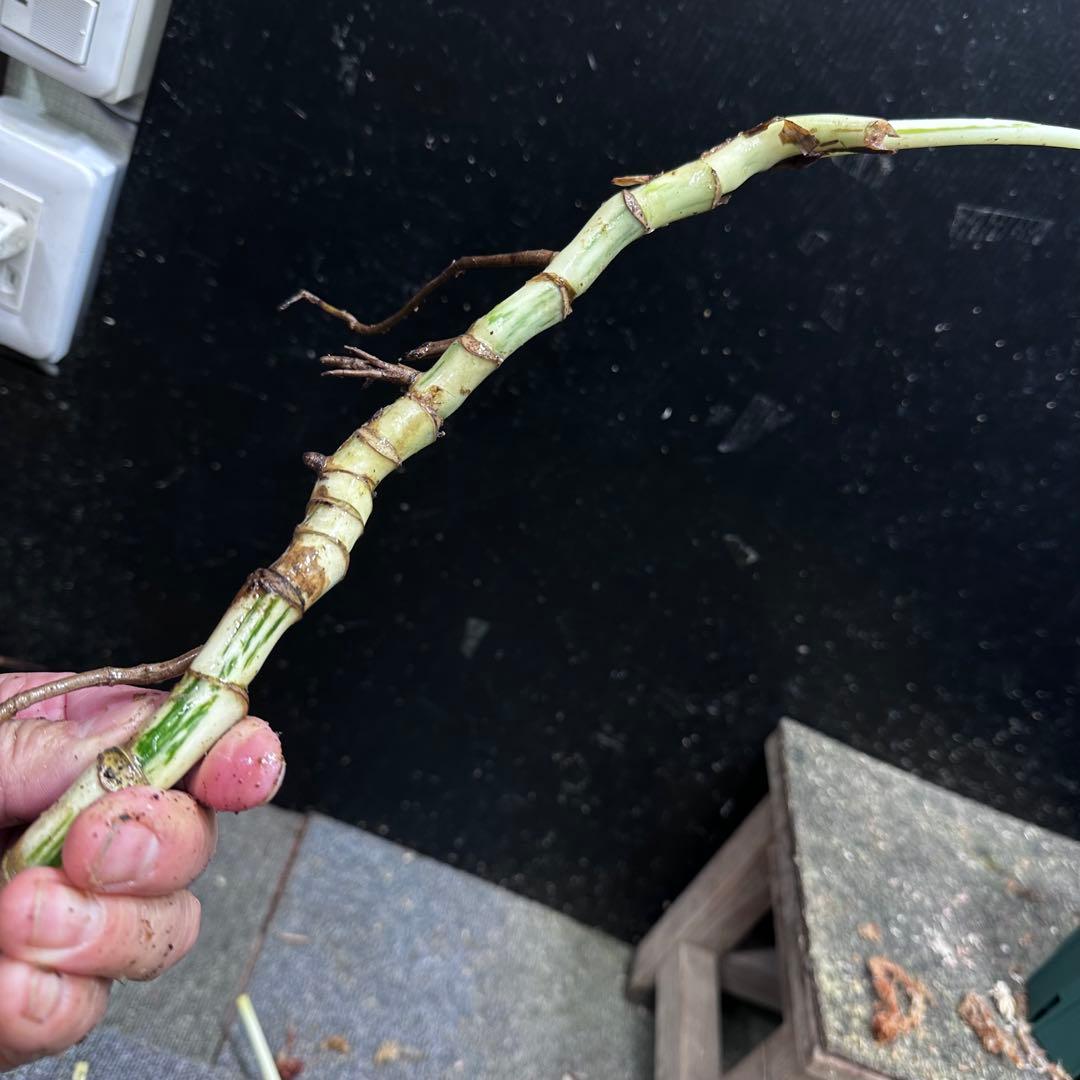 M*8様 斑入りモンステラホワイトタイガー大茎8株おまとめ