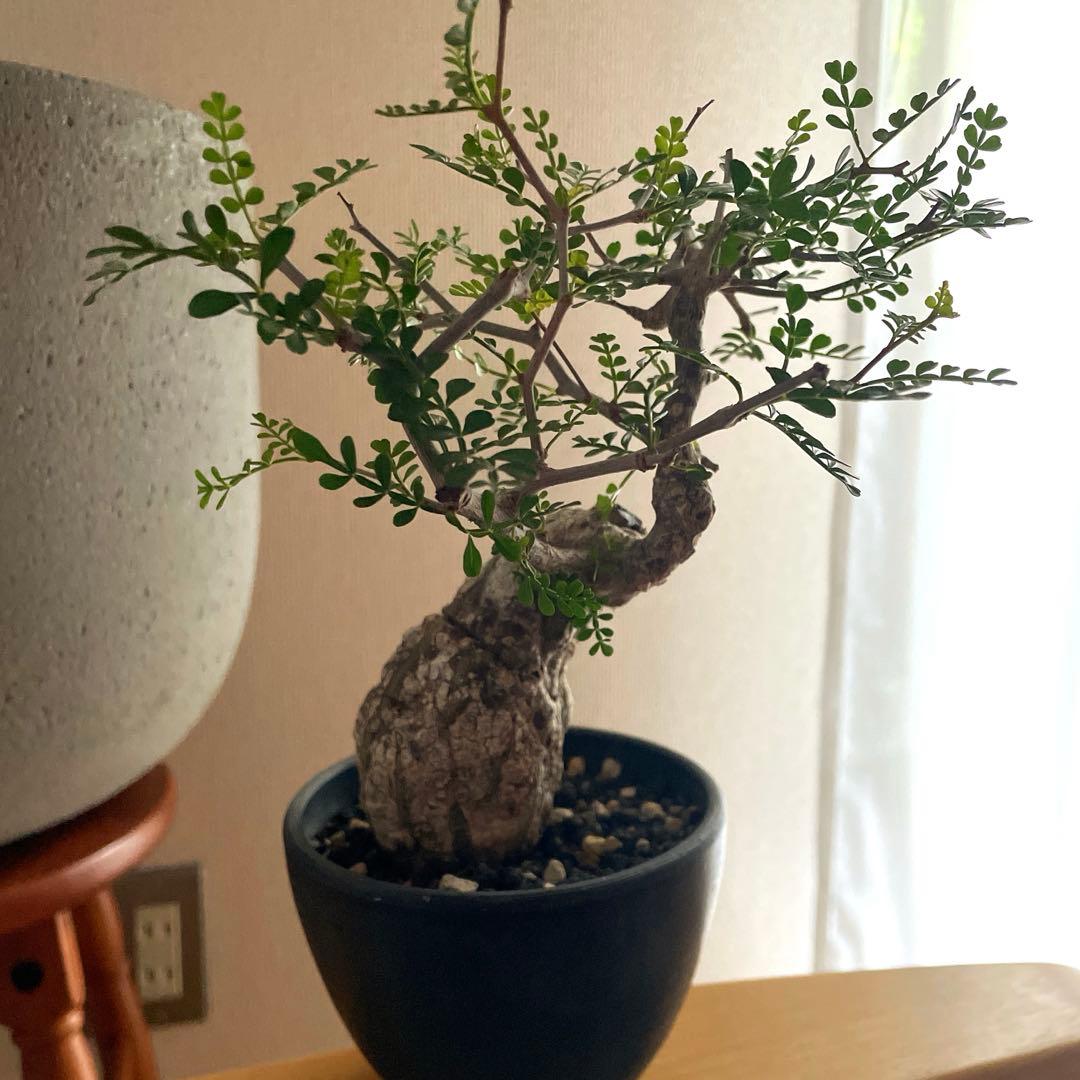 オペルクリカリア パキプス　現地球　発根済み