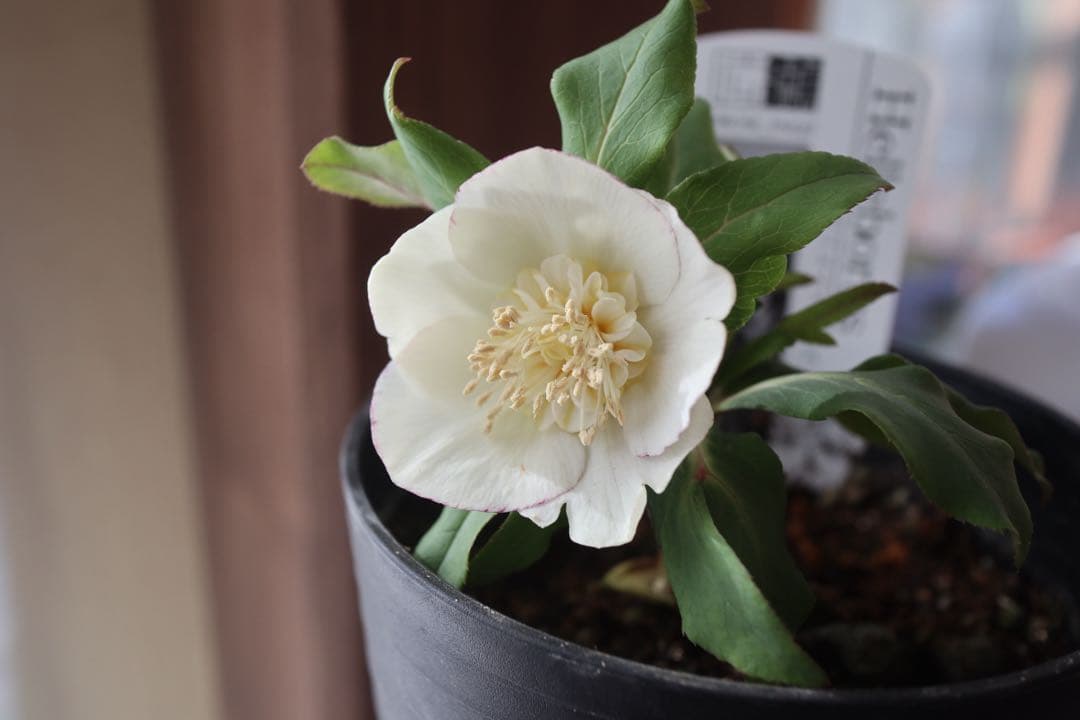 ♡広瀬園芸♡セミダブルカップ　ホワイトゴールド