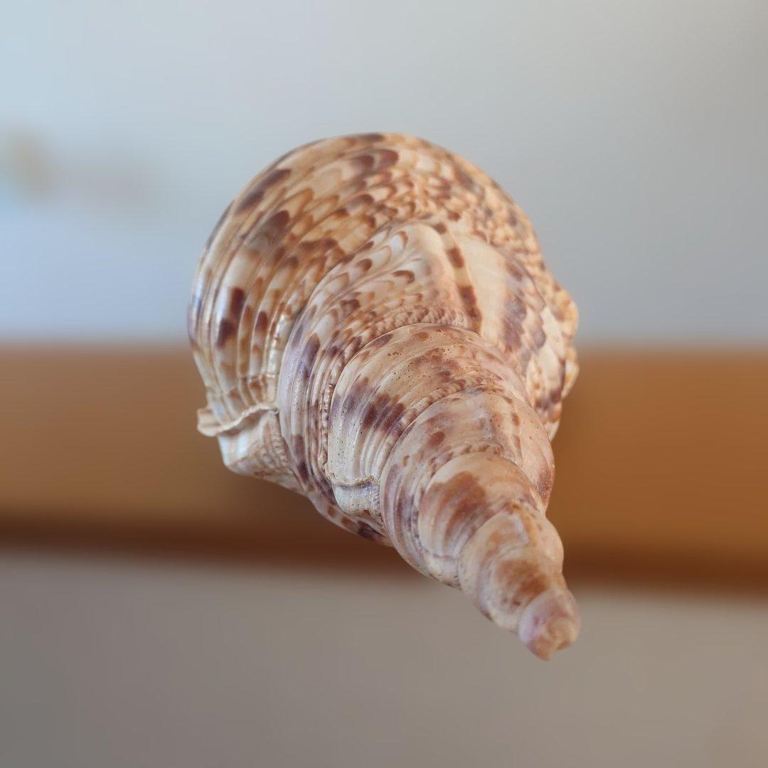 法螺貝 天然 笛 置物 ホラ貝 楽器 ほら貝