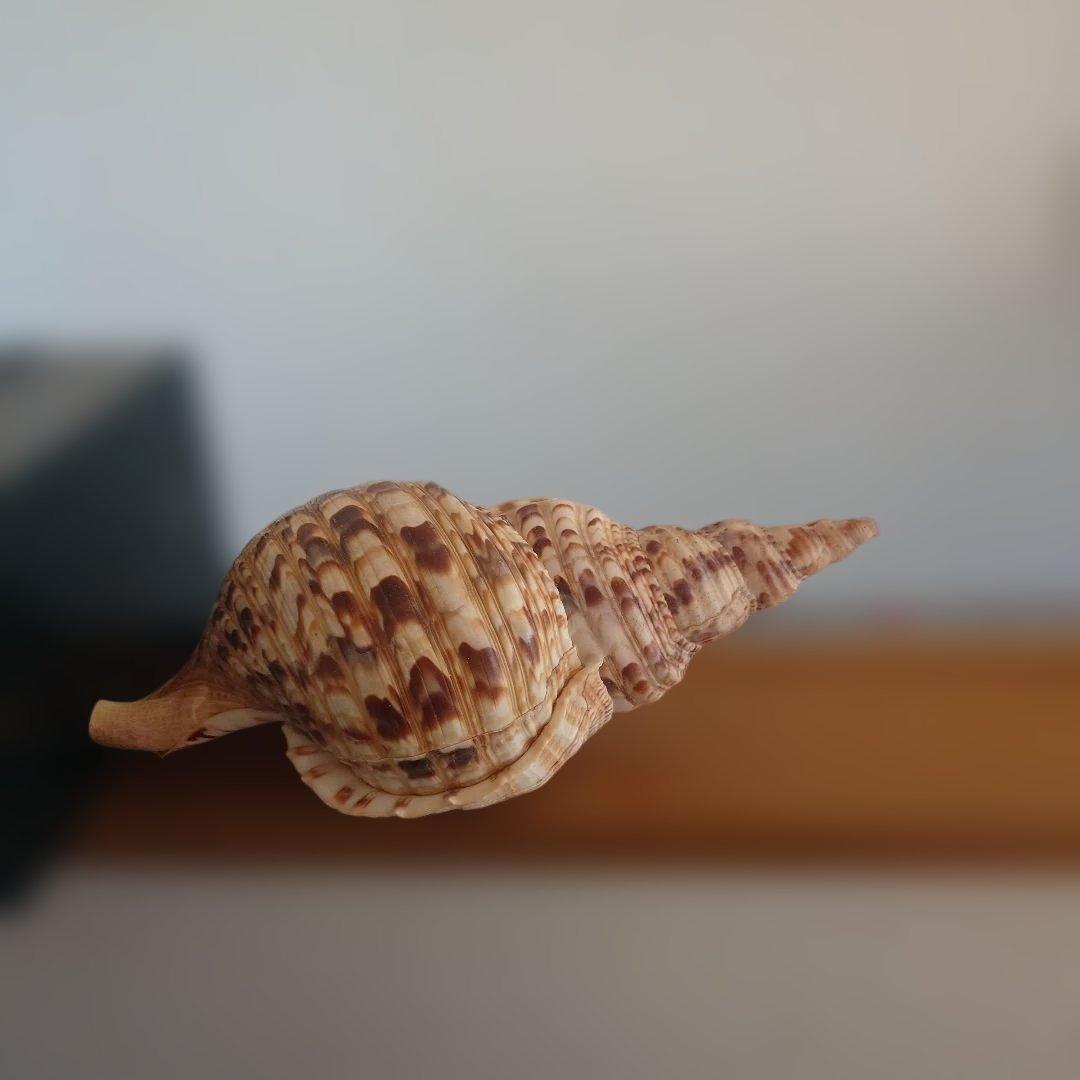 法螺貝 天然 笛 置物 ホラ貝 楽器 ほら貝