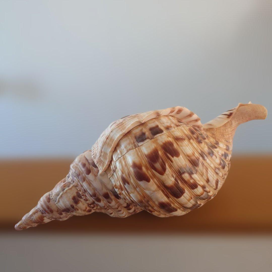 法螺貝 天然 笛 置物 ホラ貝 楽器 ほら貝